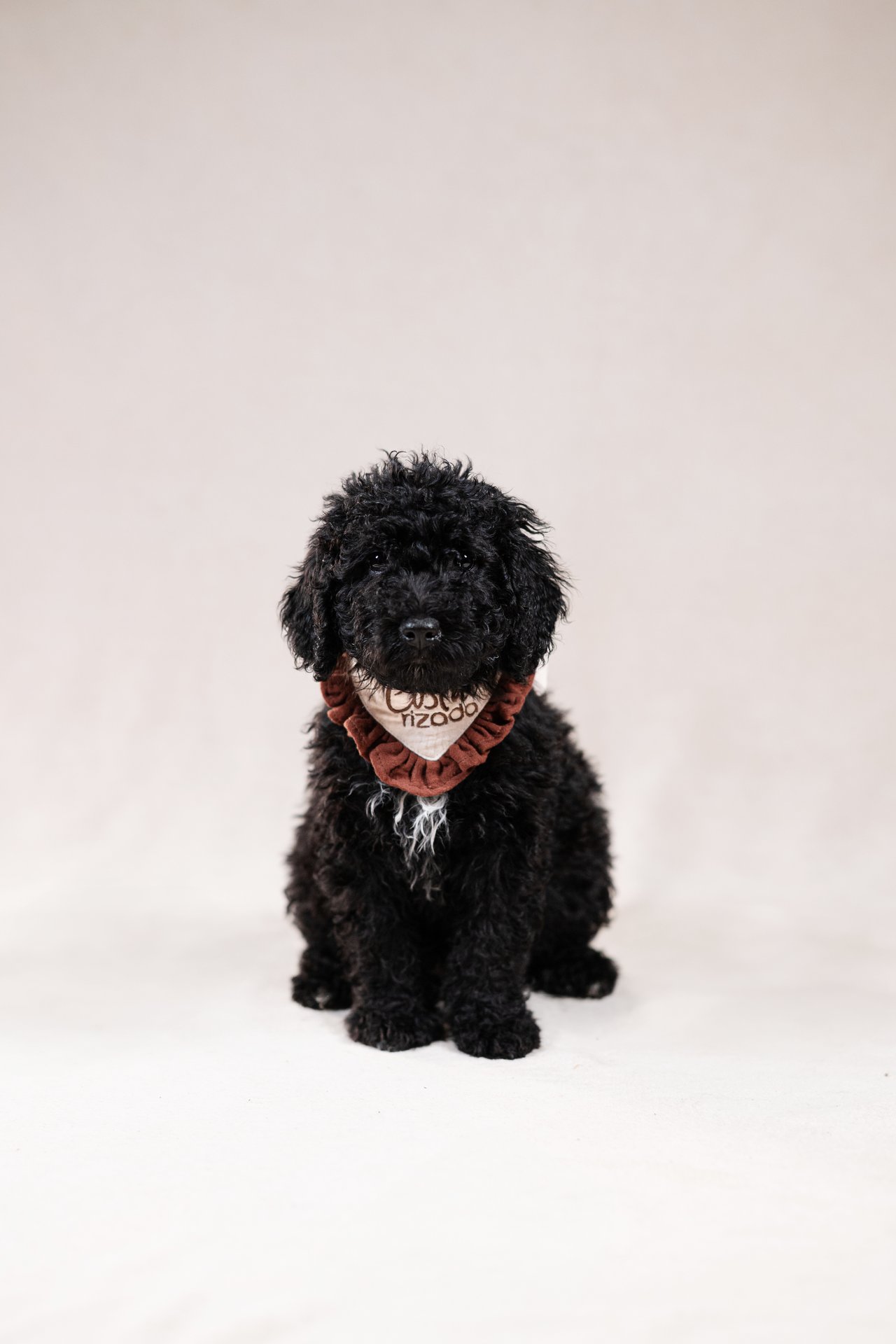 Zwolniła nam się rezerwacja na suczkę KALMA Costa Rizada!